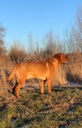 Pablito du Domaine de Biazak