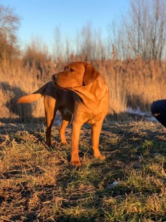 Pablito du Domaine de Biazak