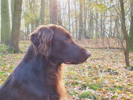 Just with Love Monty vom Jennhof