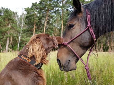 Just with Love Monty vom Jennhof