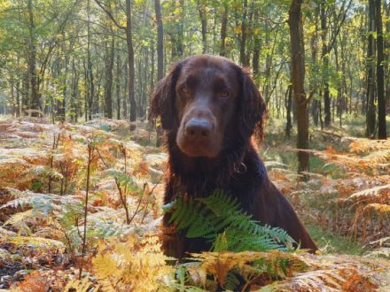 Just with Love Monty vom Jennhof