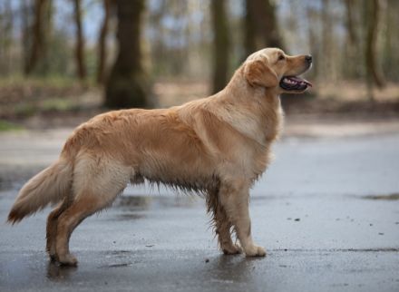 Ivys Paradise Quiet Music