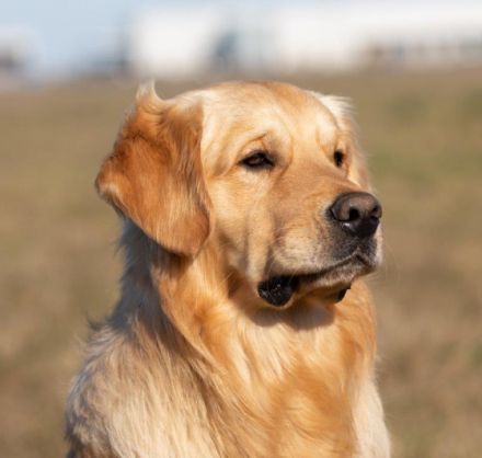 Ivys Paradise Quiet Music