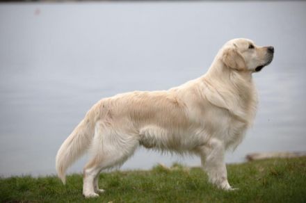 Some Like It Of The Barking Shadows