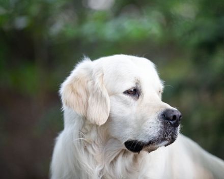 Some Like It Of The Barking Shadows