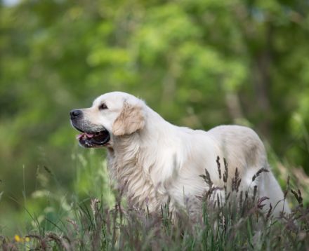 Some Like It Of The Barking Shadows