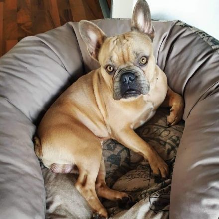 Aciano vom Erlenwäldchen