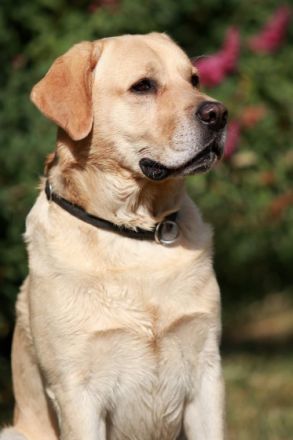 T-Conrat Cușnir House