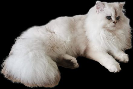 britanica bayern edelweiß