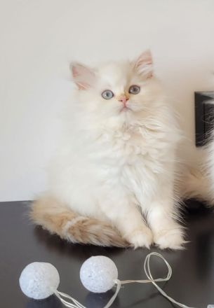 britanica bayern edelweiß