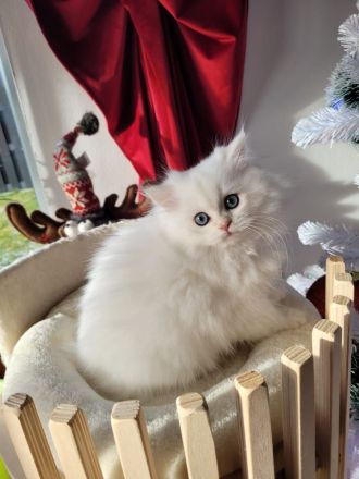 Cattery Bayern Edelweiß