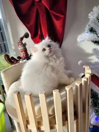Cattery Bayern Edelweiß