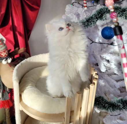 Cattery Bayern Edelweiß