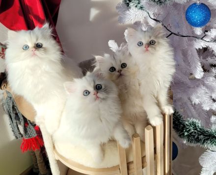 Cattery Bayern Edelweiß