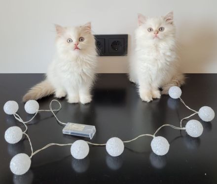 britanica bayern edelweiß