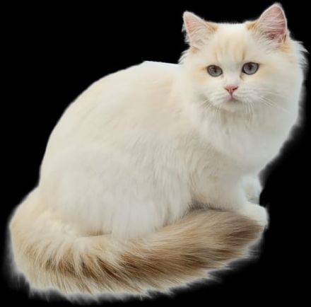 britanica bayern edelweiß