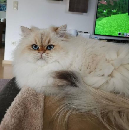 britanica bayern edelweiß