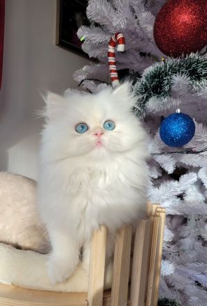 Cattery Bayern Edelweiß