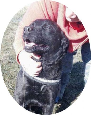 MYLO - 51 cm - DER SCHMUSER! (aus dem Tierschutz / mit