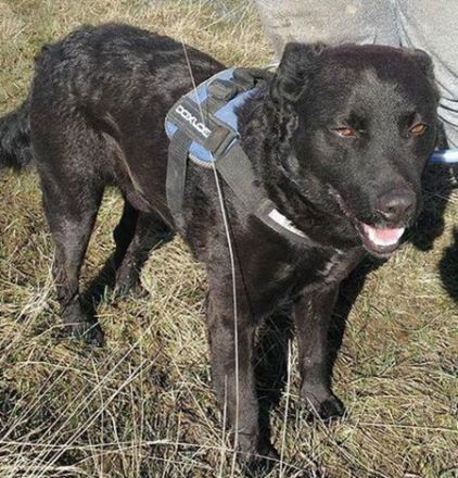 MYLO - 51 cm - DER SCHMUSER! (aus dem Tierschutz / mit