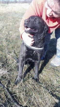 MYLO - 51 cm - DER SCHMUSER! (aus dem Tierschutz / mit