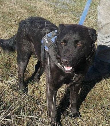 MYLO - 51 cm - DER SCHMUSER! (aus dem Tierschutz / mit