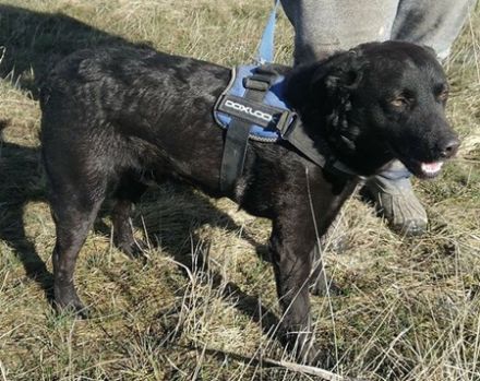 MYLO - 51 cm - DER SCHMUSER! (aus dem Tierschutz / mit