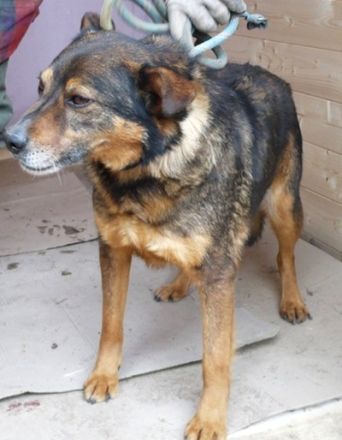 RISCI - 45 cm - wer schenkt ihm ein Zuhause?