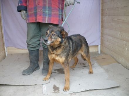 RISCI - 45 cm - wer schenkt ihm ein Zuhause?