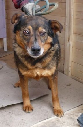 RISCI - 45 cm - wer schenkt ihm ein Zuhause?