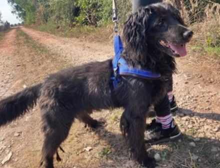 ZORRO - 48 cm - SUCHT HUNDEERFAHRENES ZUHAUSE! ( aus