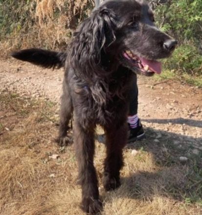 ZORRO - 48 cm - SUCHT HUNDEERFAHRENES ZUHAUSE! ( aus