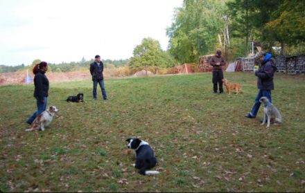 Hundeschule FRANKENWÖLFE - Spalt/Roth/Gunzenhausen