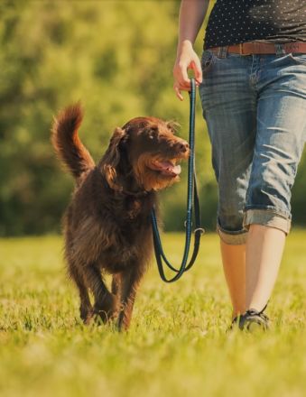Hundeschule FRANKENWÖLFE - Spalt/Roth/Gunzenhausen