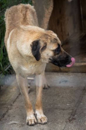 liebe, kastrierte Johanna, 75-80 cm groß, lebt im