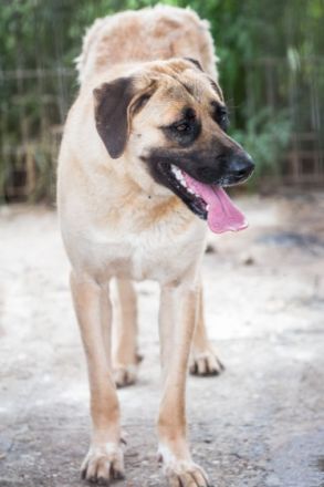 liebe, kastrierte Johanna, 75-80 cm groß, lebt im