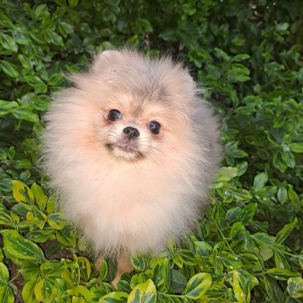 Reinrassige, Pomeranian/Zwergspitz  Welpen mit FCI Ahnenetafel