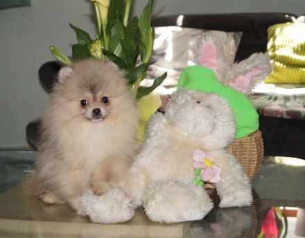 Reinrassige, Pomeranian/Zwergspitz  Welpen mit FCI Ahnenetafel