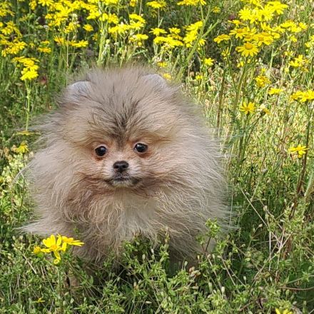 Reinrassige, Pomeranian/Zwergspitz  Welpen mit FCI Ahnenetafel