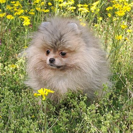 Reinrassige, Pomeranian/Zwergspitz  Welpen mit FCI Ahnenetafel