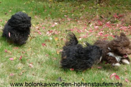 Bolonka von den Hohenstaufern