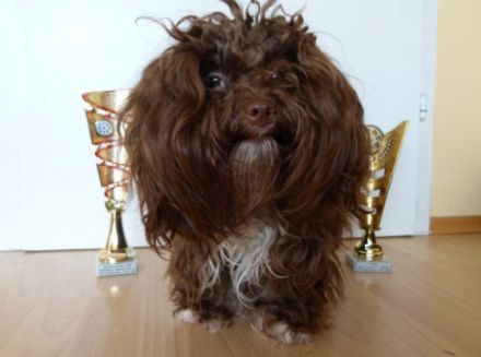 Bolonka von den Hohenstaufern