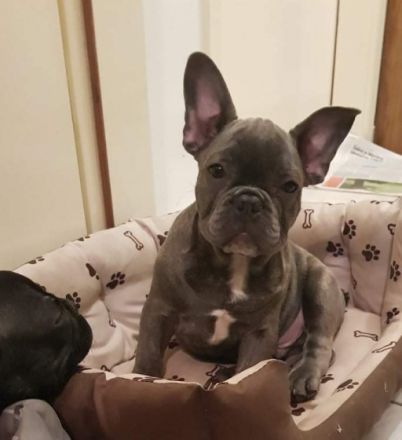 Francoski buldog, Französische Bulldogge