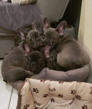 Francoski buldog, Französische Bulldogge