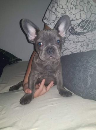 Francoski buldog, Französische Bulldogge