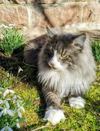 Reinrassiger Maine Coon Deckkater freut sich über Katzenbesuch (kein Verkauf)