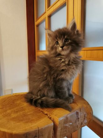 Reinrassiger Maine Coon Deckkater freut sich über Katzenbesuch (kein Verkauf)