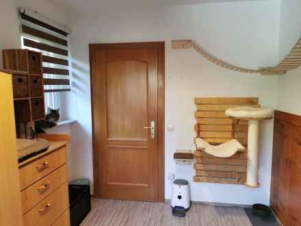 Reinrassiger Maine Coon Deckkater freut sich über Katzenbesuch (kein Verkauf)