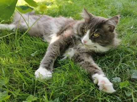 Reinrassiger Maine Coon Deckkater freut sich über Katzenbesuch (kein Verkauf)