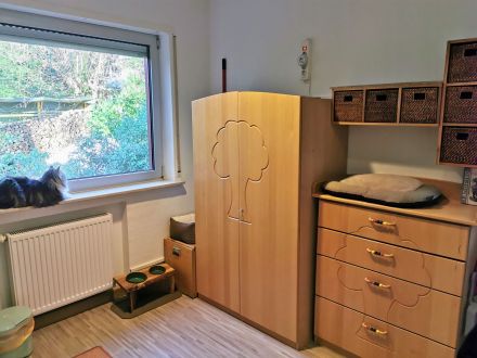 Reinrassiger Maine Coon Deckkater freut sich über Katzenbesuch (kein Verkauf)